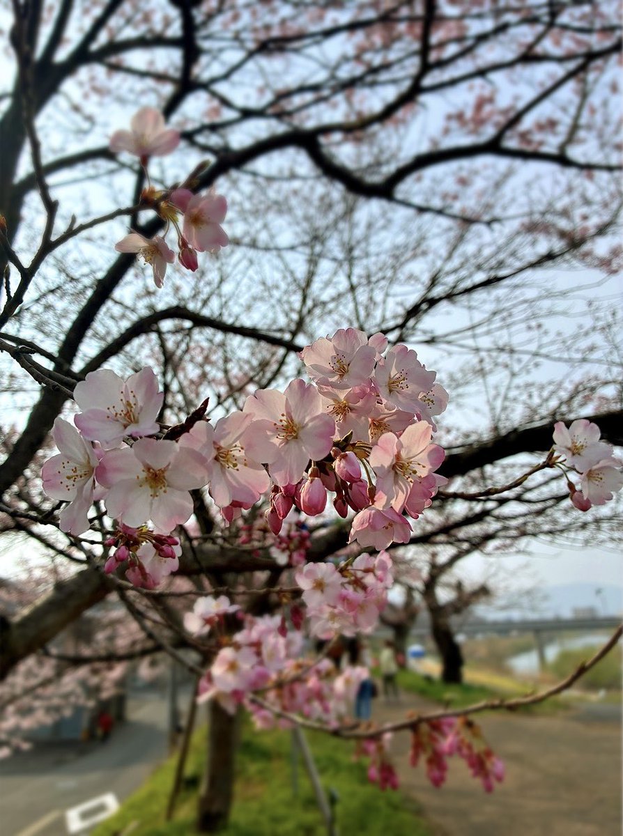 がちゅぴん tweet media