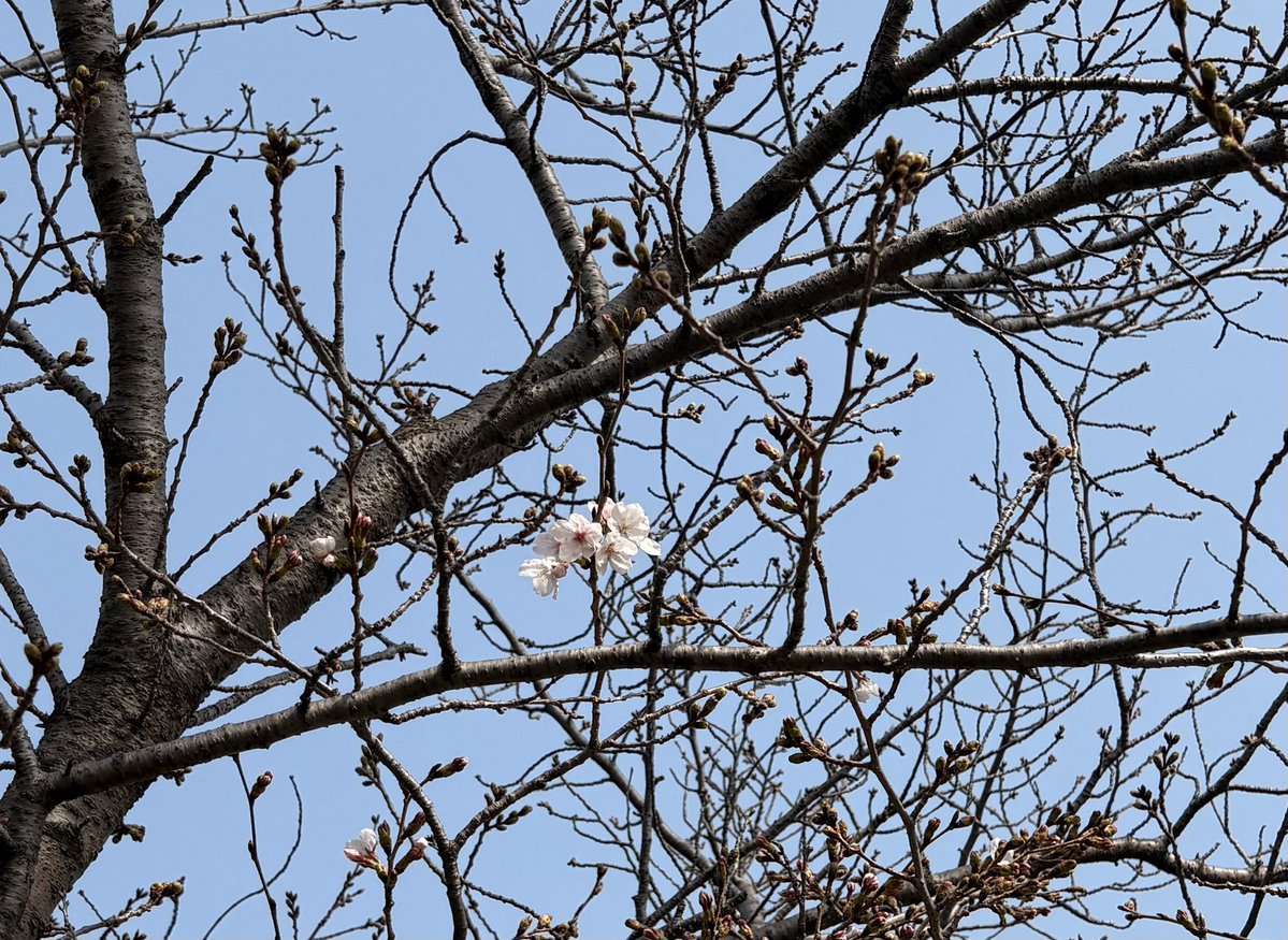 カタさん tweet media