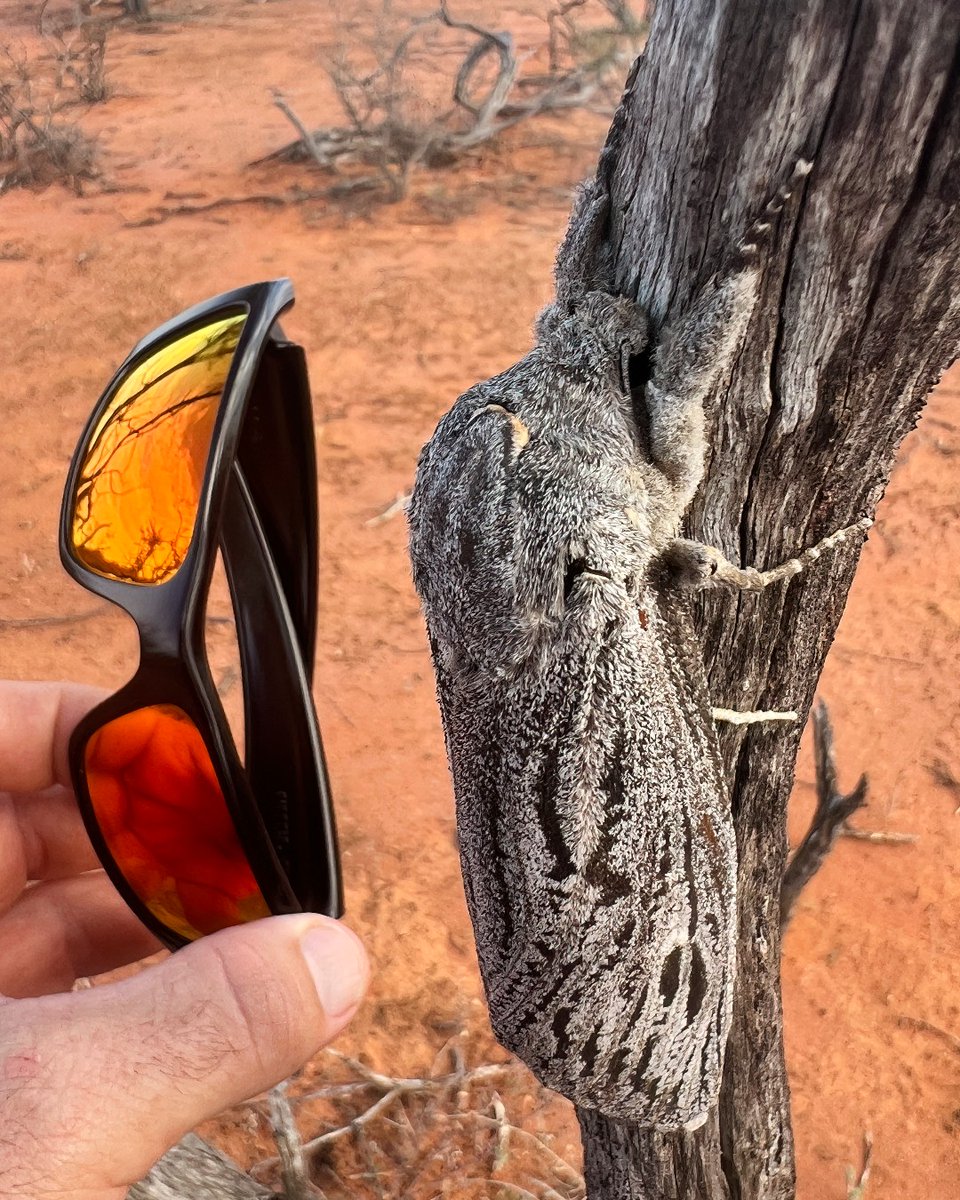 Bush Heritage tweet media