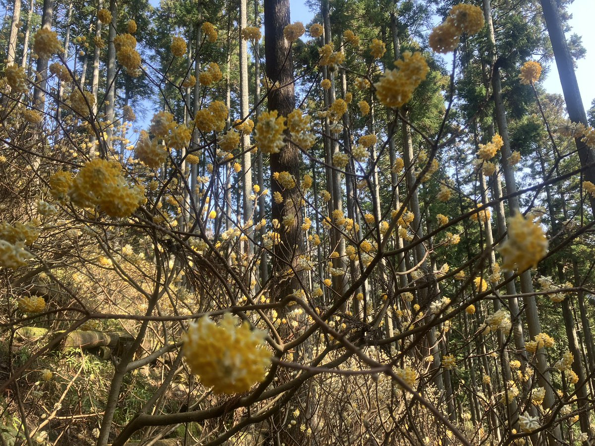 滝ちゃん tweet media