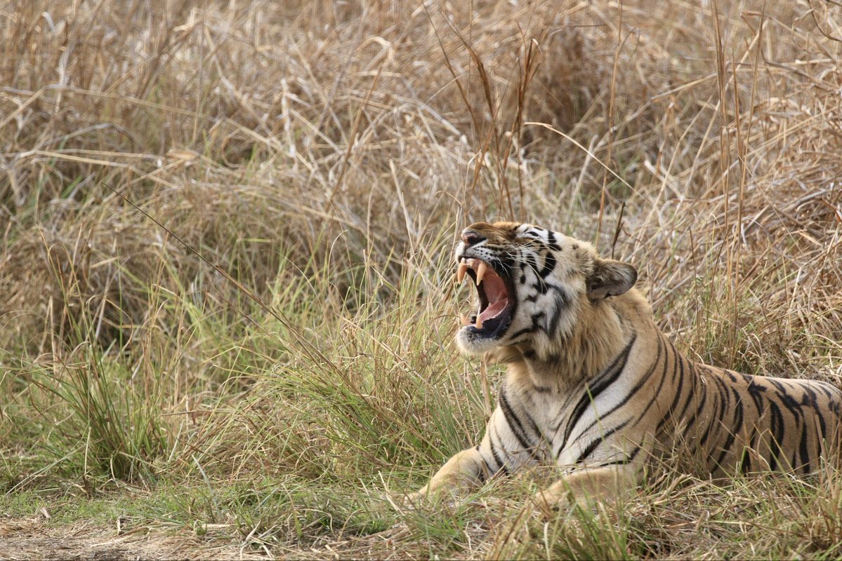 AnandMadabhushi tweet media