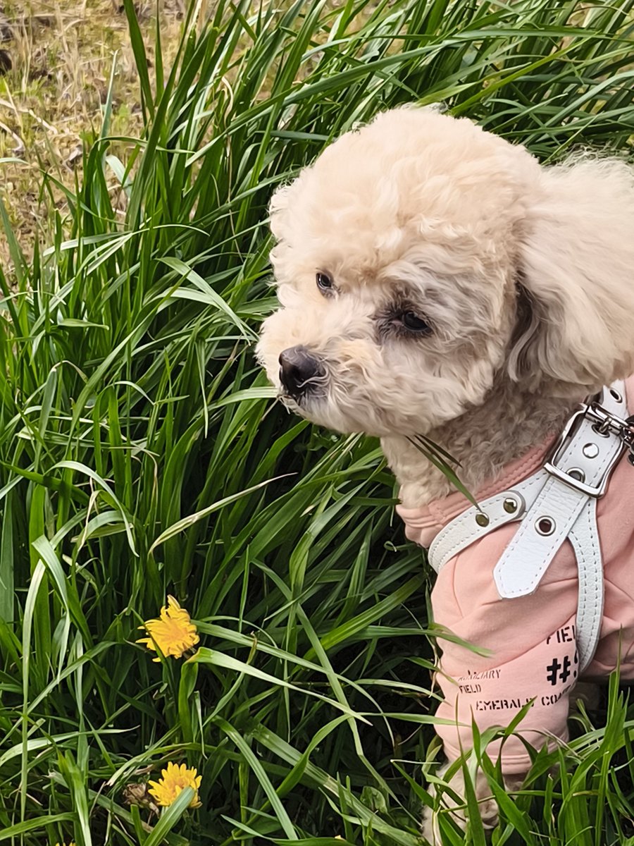 チャーリーママ tweet media