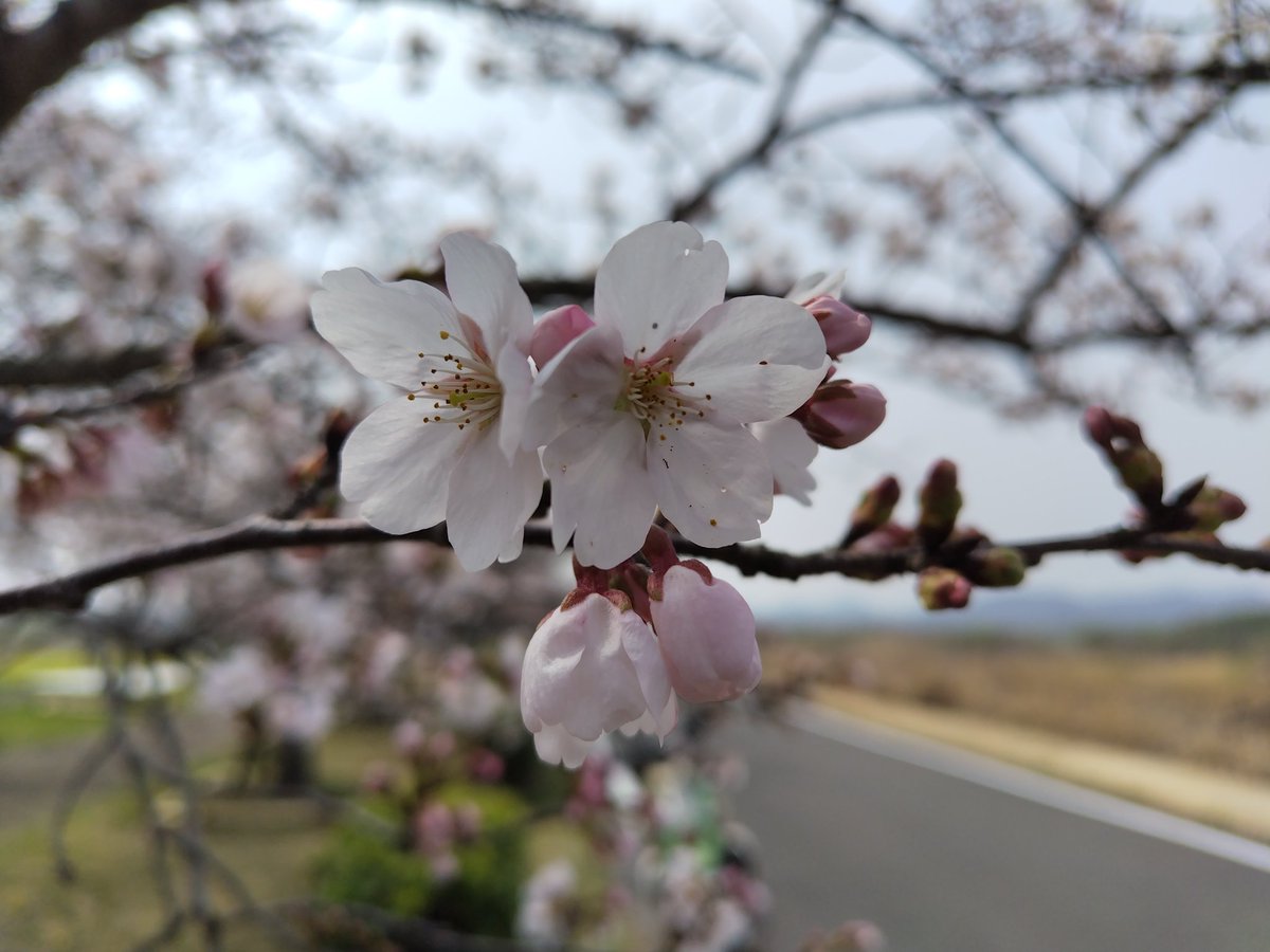 tetsu_usjonly's tweet photo. 恒例の花見ツー(^ω^) https://t.co/OY7W34qb9a