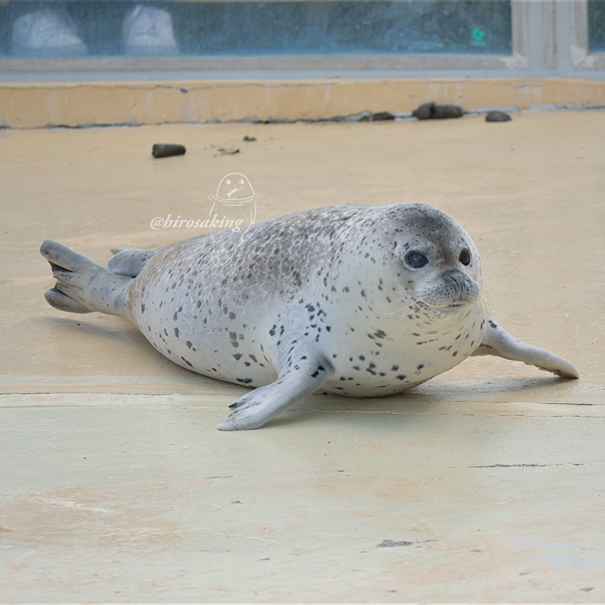 ヒロサキ🦮🦭TAMAコミ@イ07 tweet media