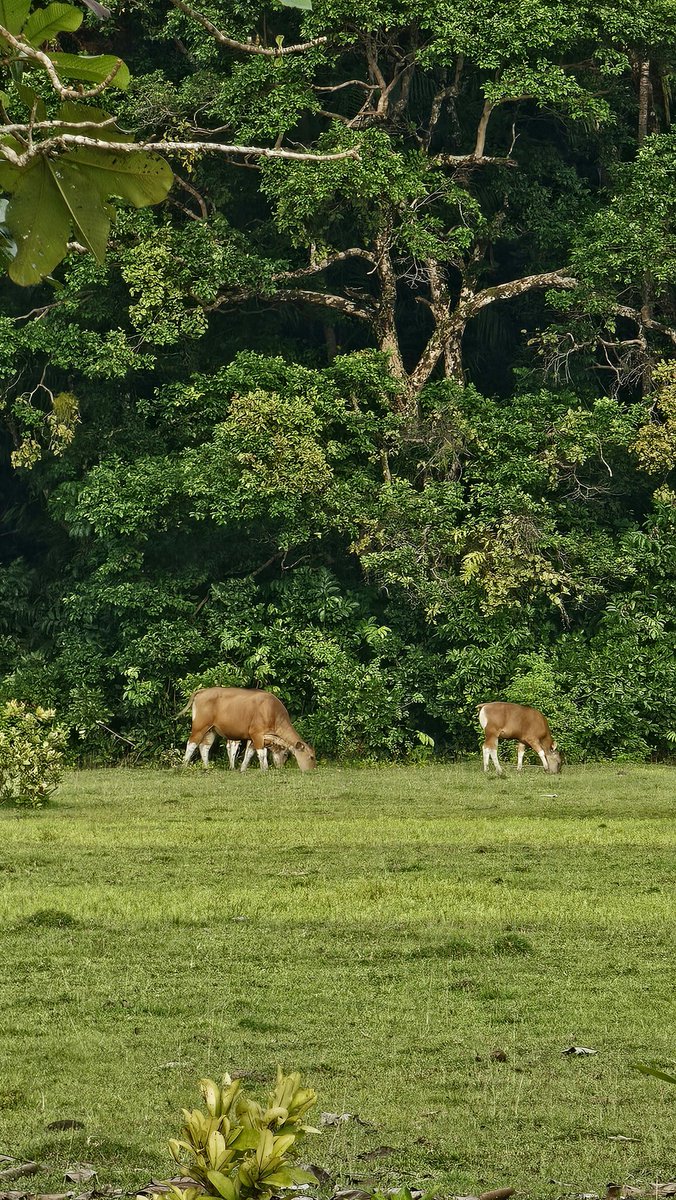 cal (kal). tweet media