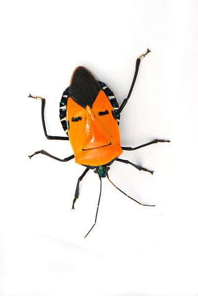 ヨシダ tweet media