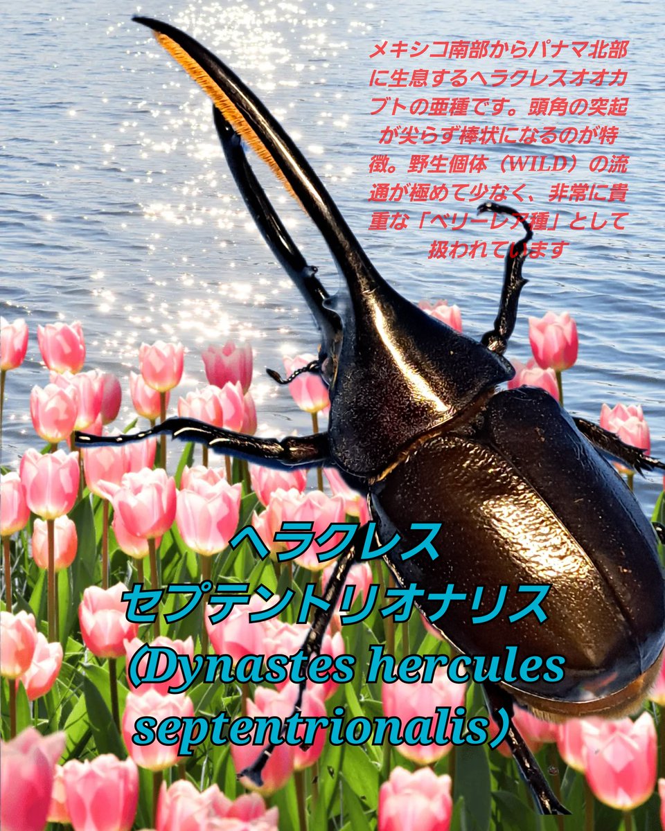 くりさん tweet media