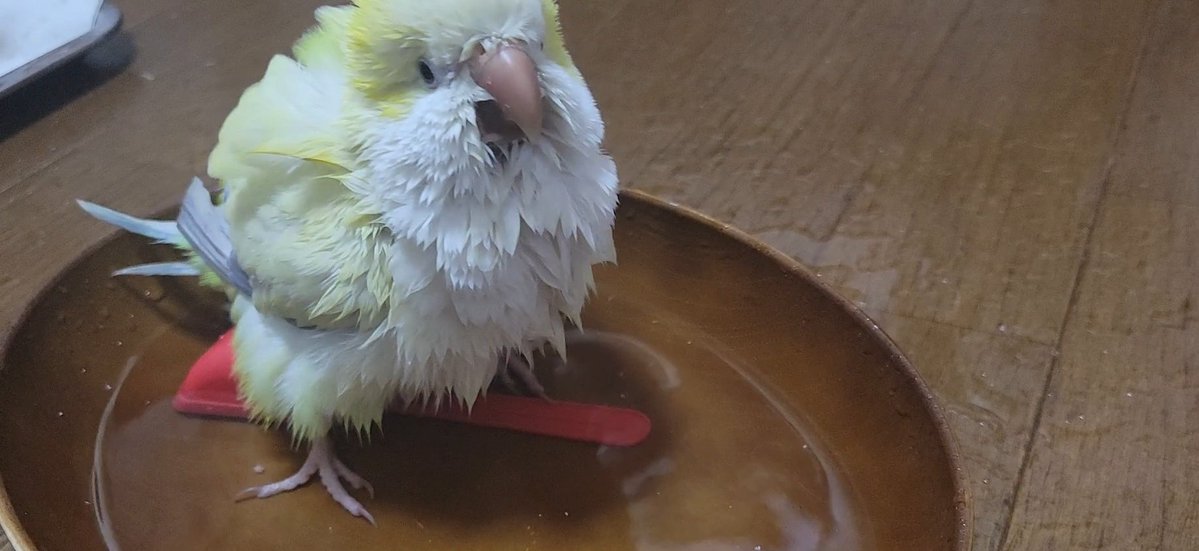 スマトラオオコンニャクと白菜 tweet media