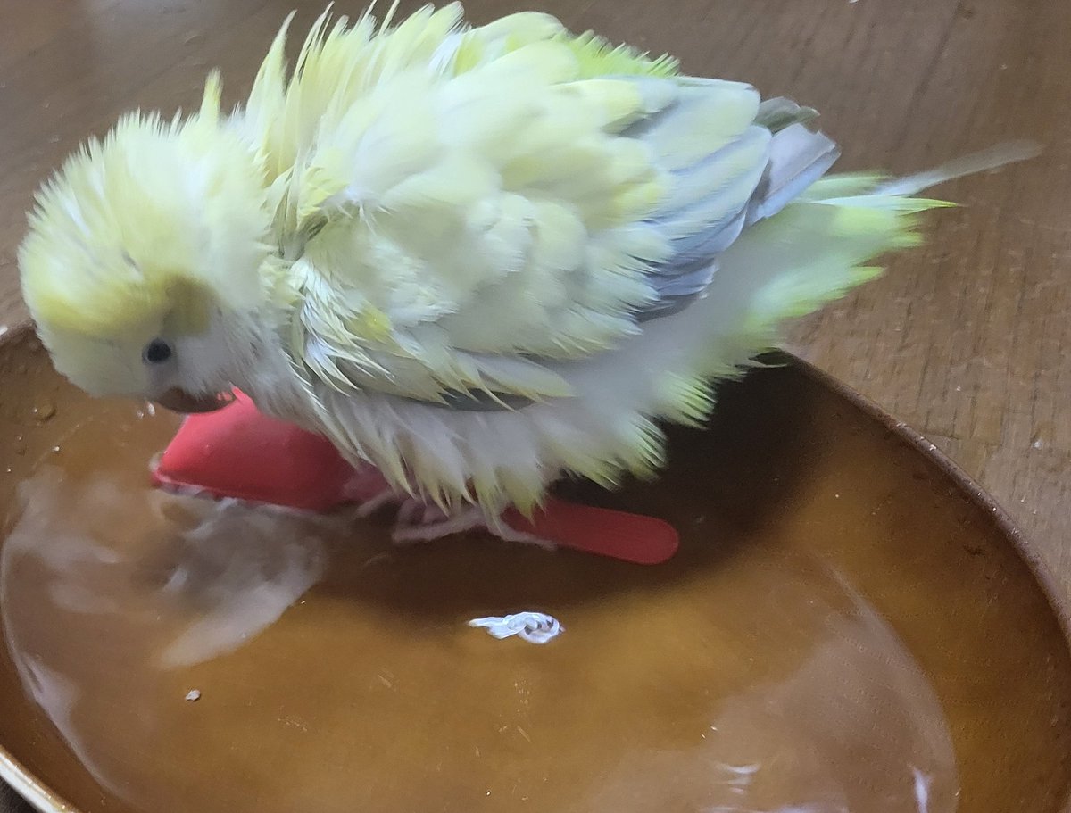 スマトラオオコンニャクと白菜 tweet media