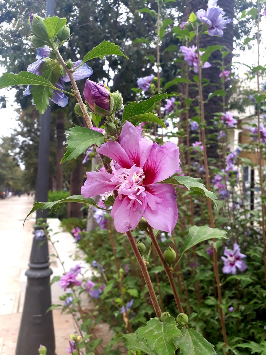 ✿⊱ Mayuli Peña R ✿⊱ tweet media