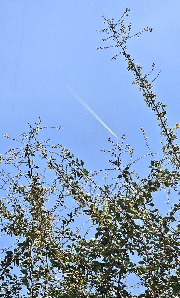 rpbaviation's tweet photo. Rare summer scenes, IYKYK!

The @TurkishAirlines A330f passing above Pune at FL410

#aviation #aviationphotography https://t.co/aqzgYIHxzi