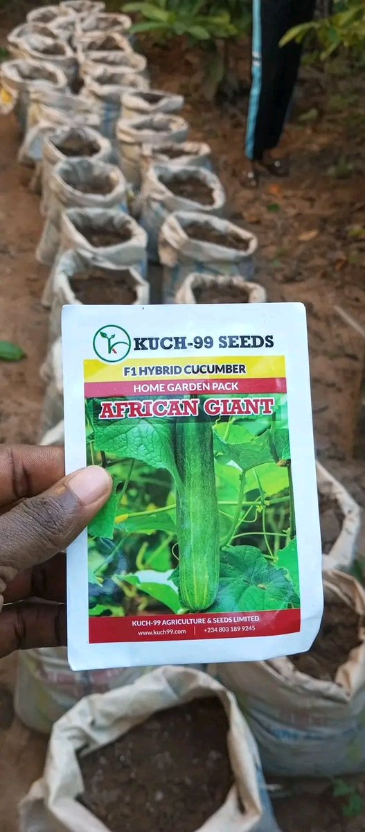 Chukwunonso (Farmer) tweet media