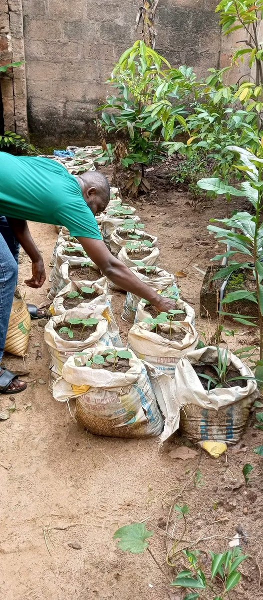 Chukwunonso (Farmer) tweet media