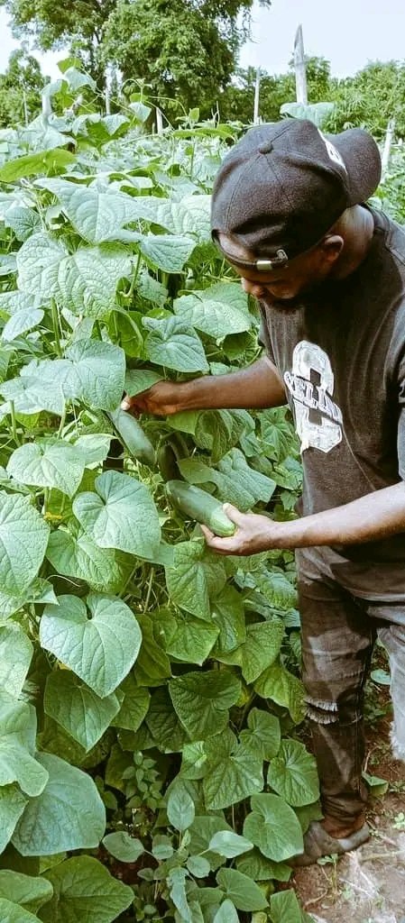 Chukwunonso (Farmer) tweet media