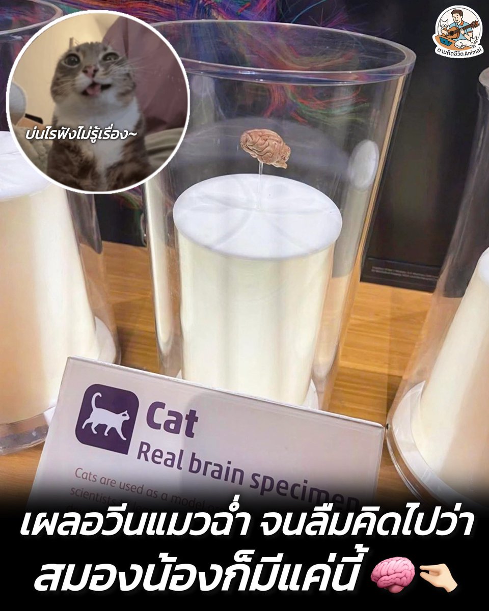 ตามติดชีวิตAnimal tweet media