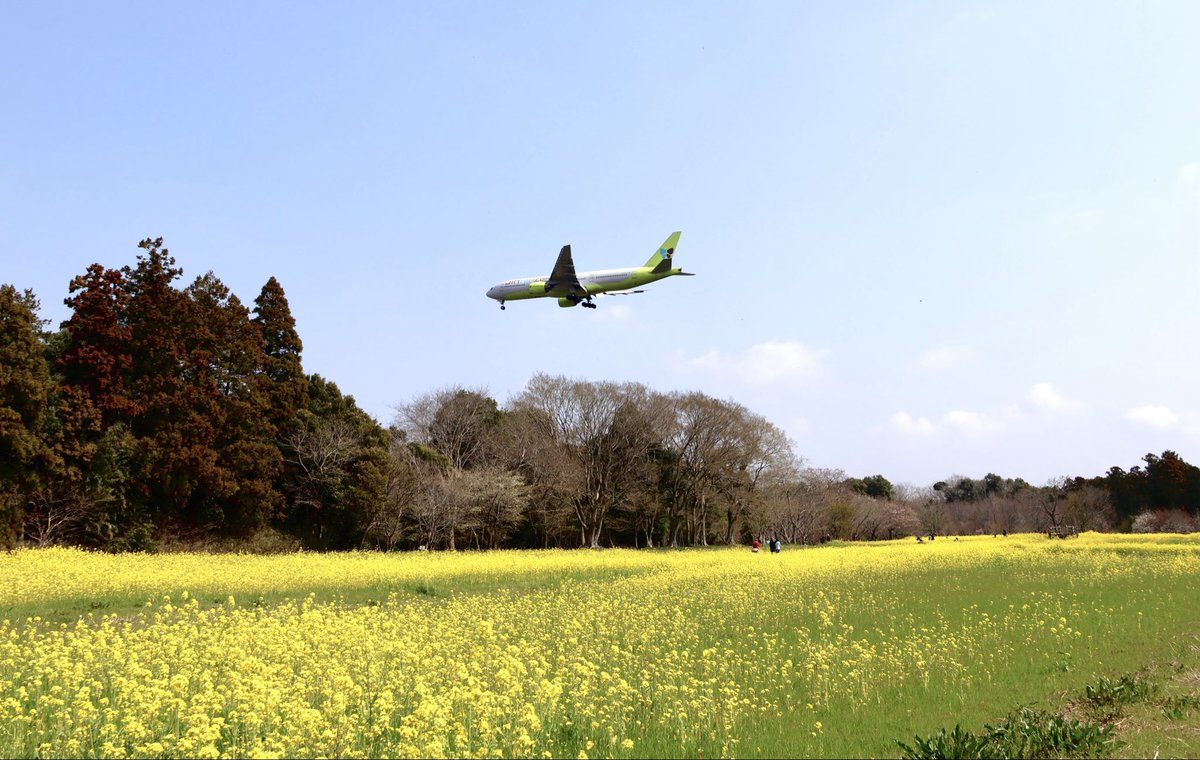 timiceman1's tweet photo. 今の時期だから、
満開の菜の花畑で✈️📷 https://t.co/S579JraixA