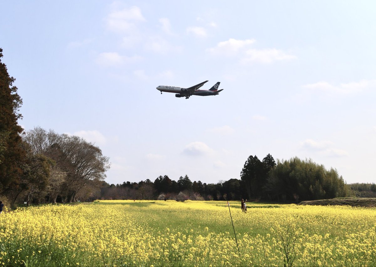 timiceman1's tweet photo. 今の時期だから、
満開の菜の花畑で✈️📷 https://t.co/S579JraixA