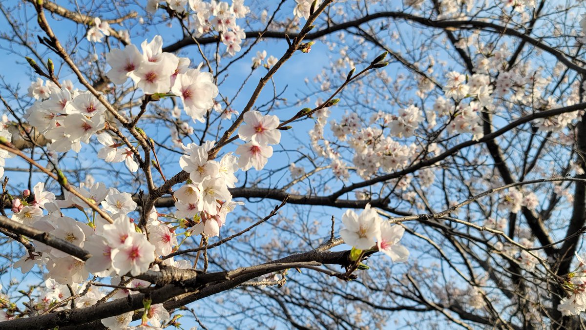 寅田ぱんだ🔞🐼🥩2/22誕生日🎂 tweet media