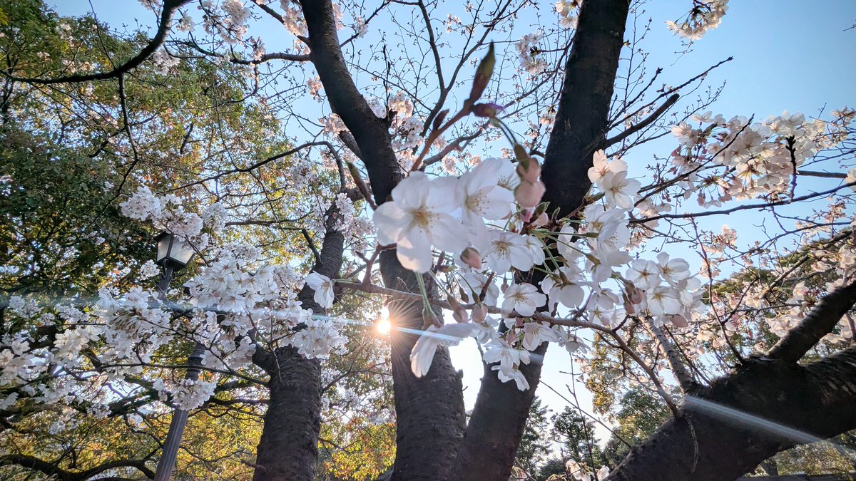 yoshi6063's tweet photo. 桜を見たのはいつぶりだろうwww https://t.co/A4u086OjHr