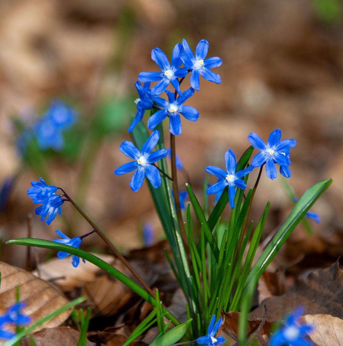 Roger Wellens tweet media