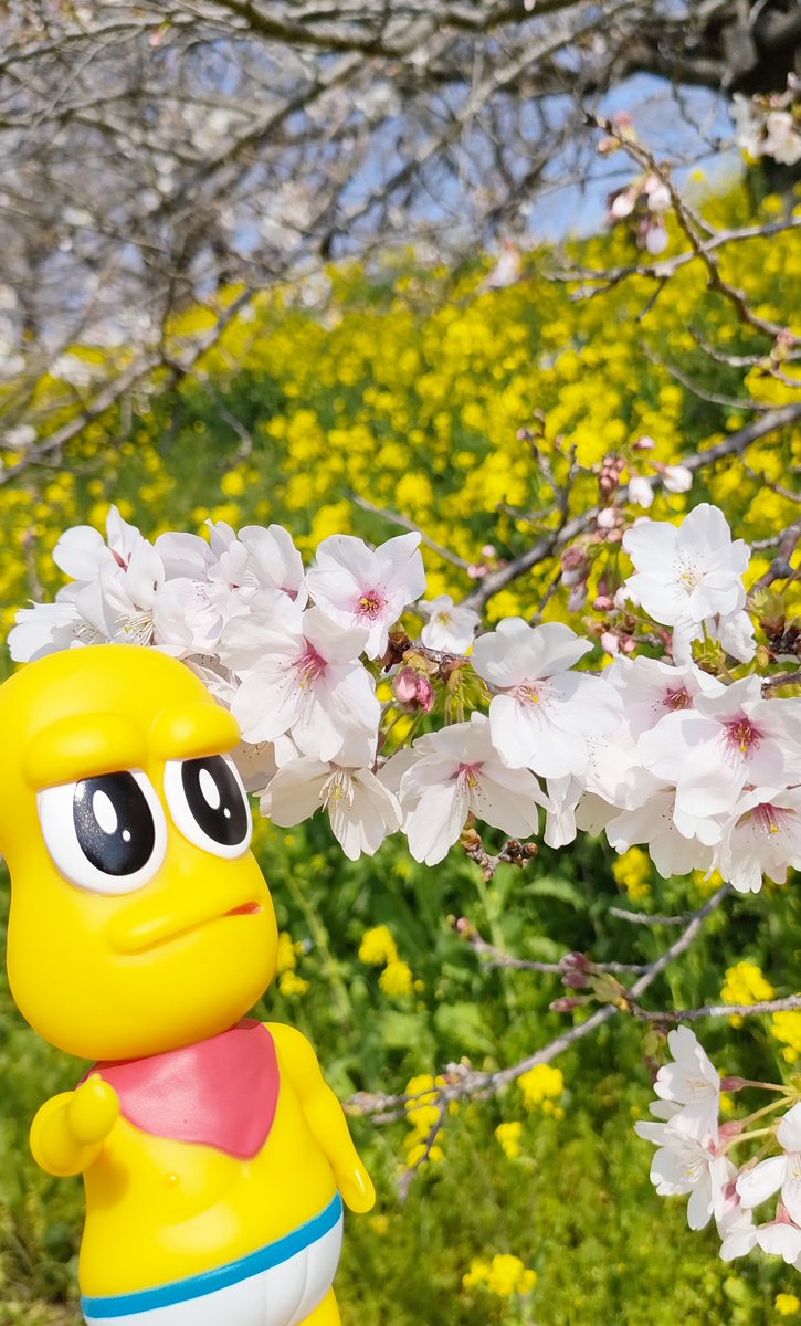 閃光の谷山りき🎃 tweet media