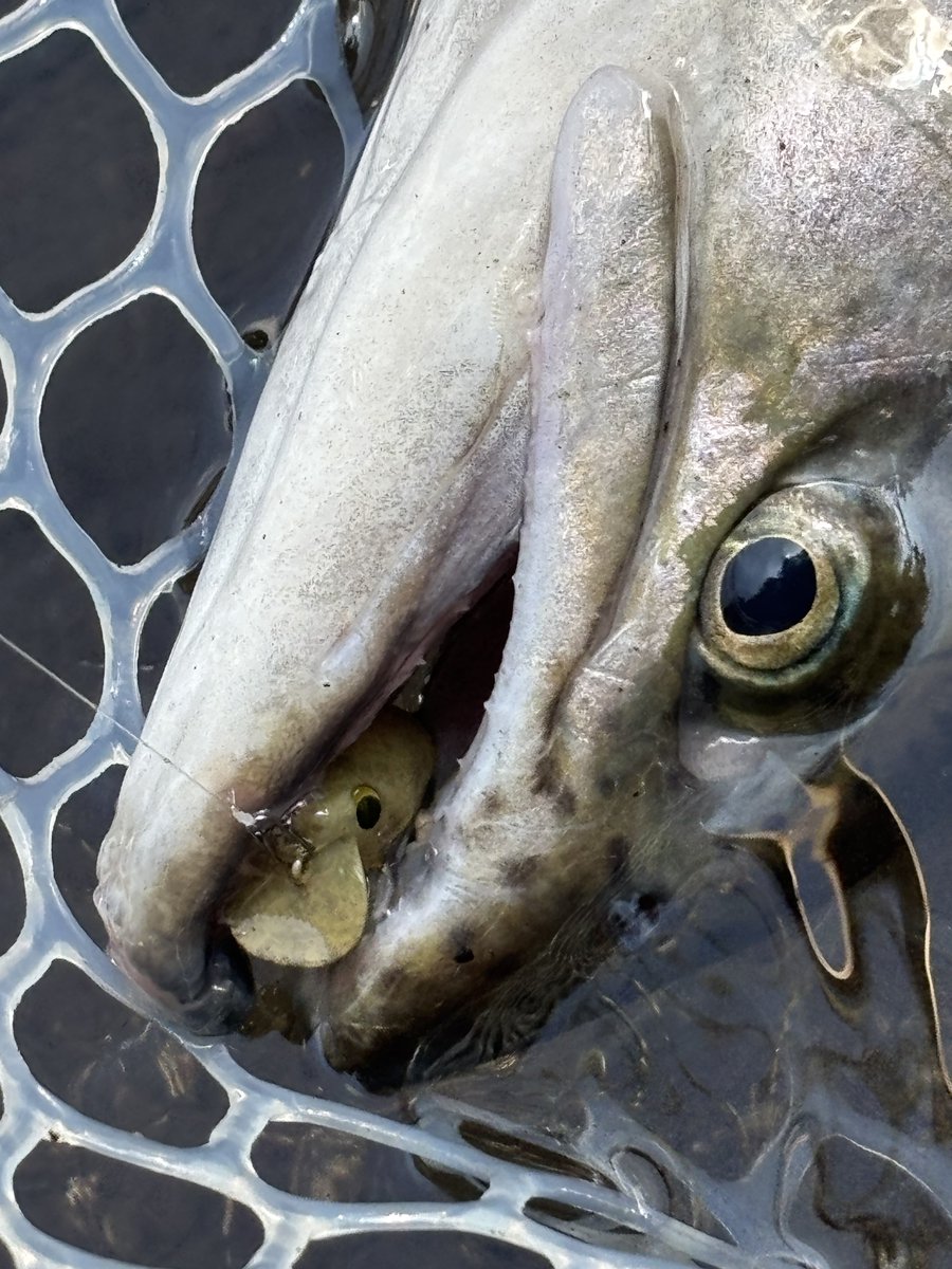 𓀦 ᴛᴏᴍᴀʜᴀᴡᴋ 𓆛 tweet media