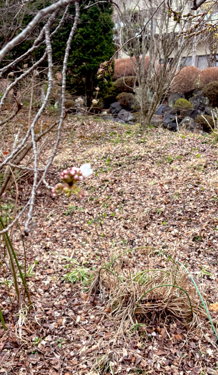 でざキャン△【Design×Camp】🗻富士山が見えるグランピング tweet media