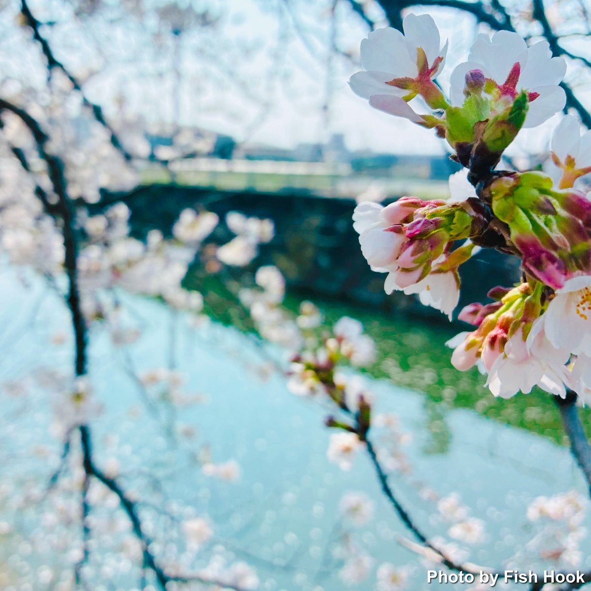 Fish Hook / Fishing & Outdoor Gear tweet media