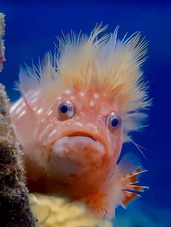 Jeanne Perego 🥨 tweet media