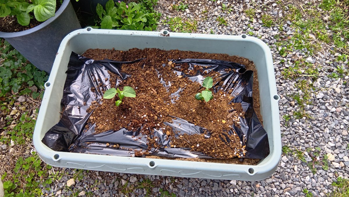 にぬき（SW） tweet media