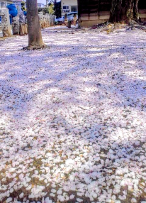 はぐたろう tweet media