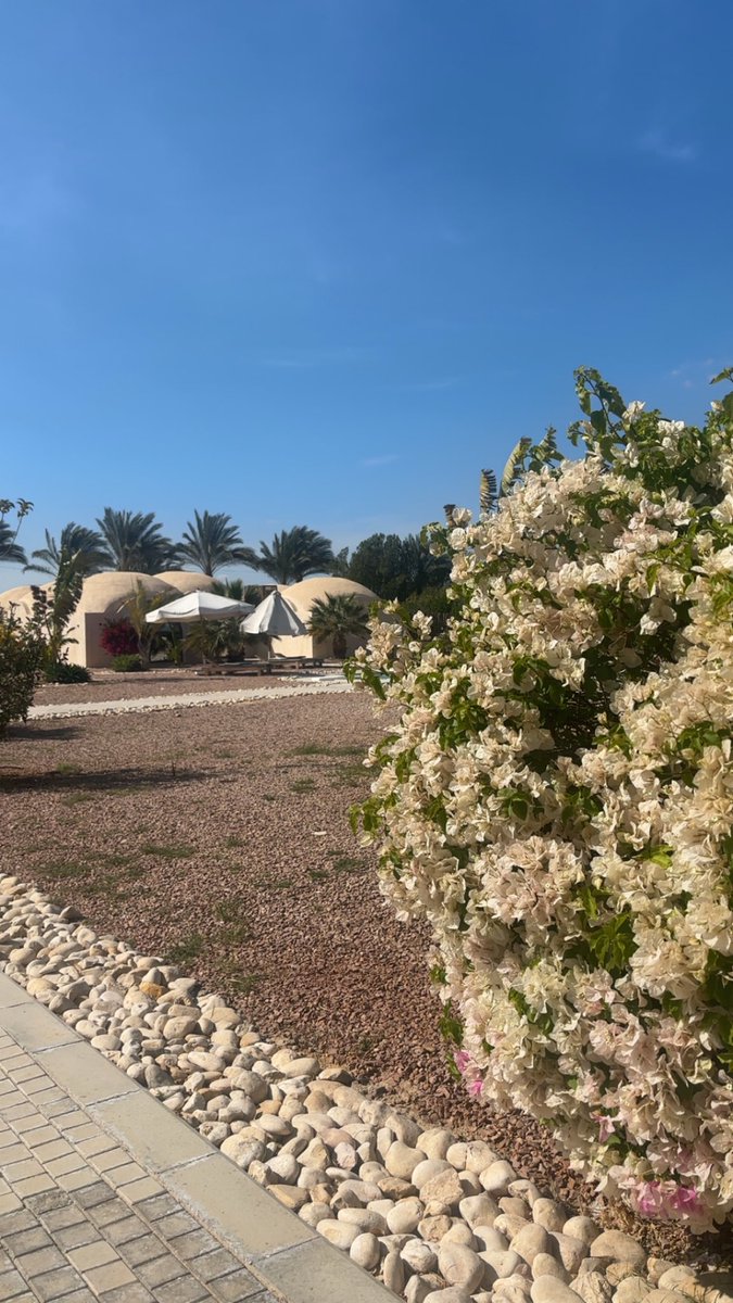 ولاء |The holistic coach tweet media