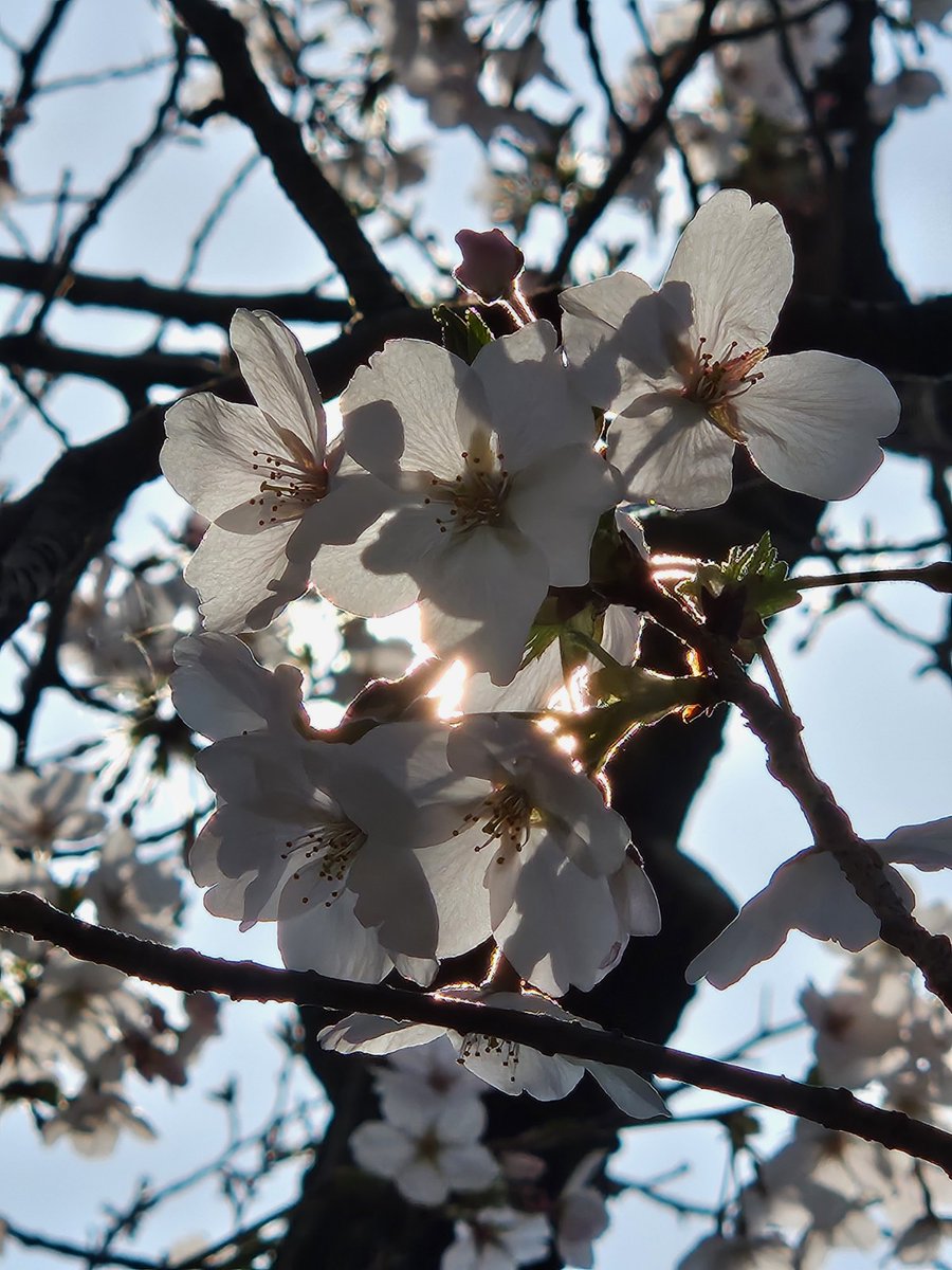 郁田(いくた) tweet media