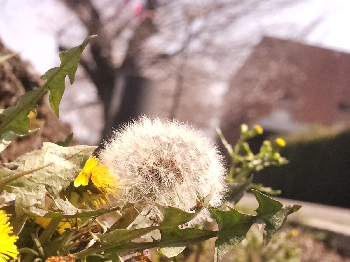 郁田(いくた) tweet media