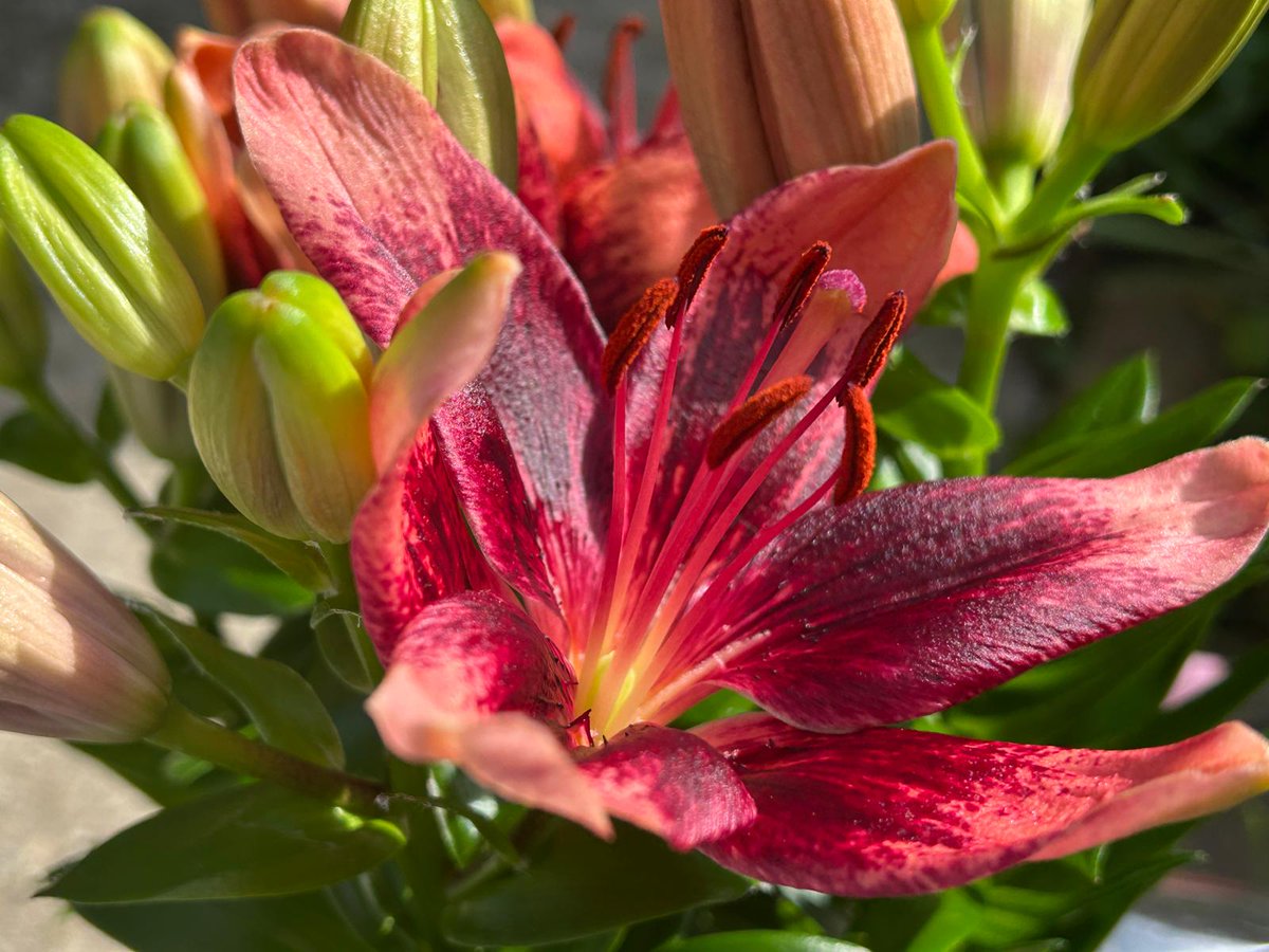 DanicaMacanga's tweet image. #PalmSunday or surrounded by flowers, despite the winds for two days, the flowers are strong. Happy Sunday! #lilies #clivia #pear