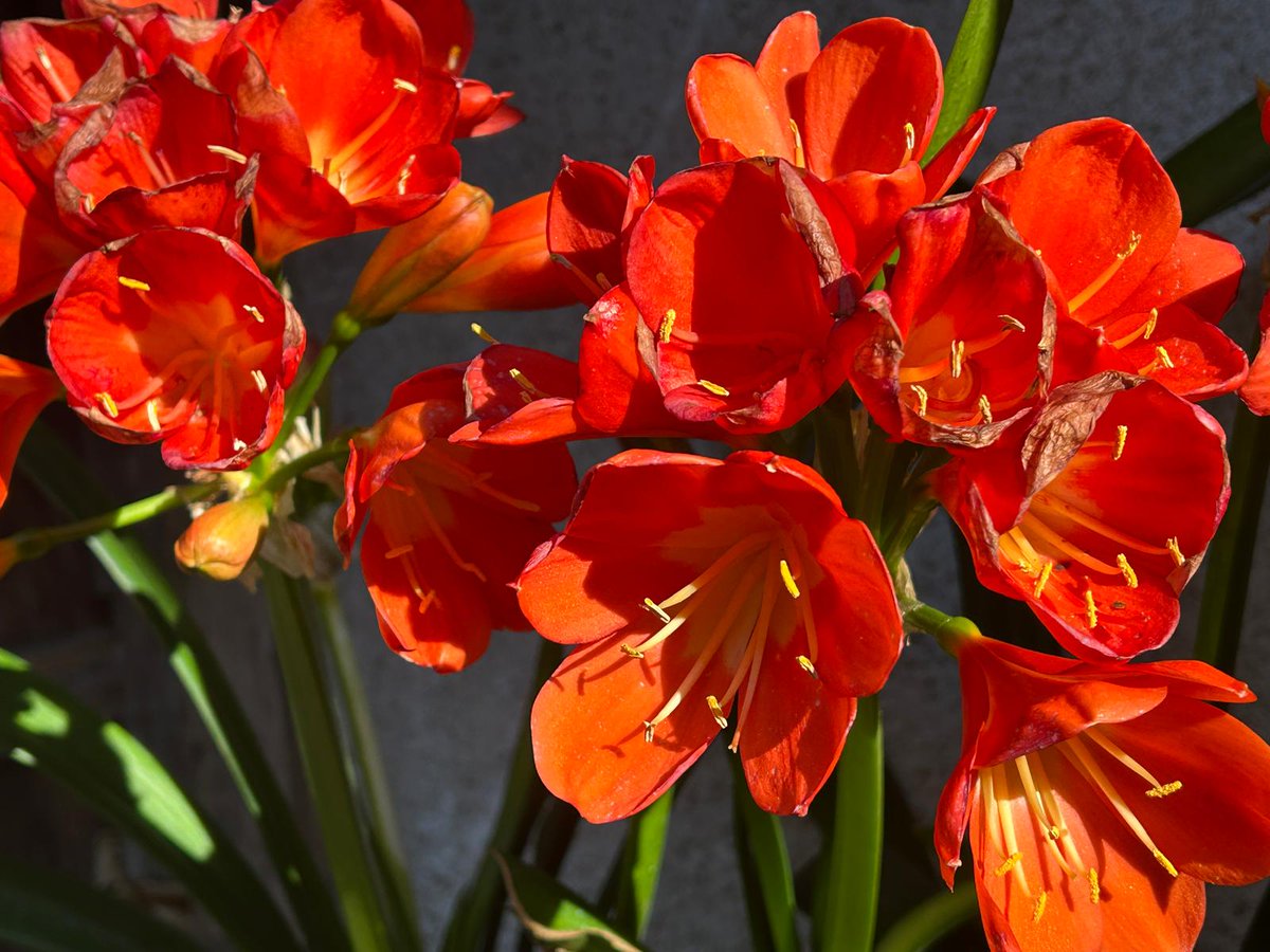 DanicaMacanga's tweet image. #PalmSunday or surrounded by flowers, despite the winds for two days, the flowers are strong. Happy Sunday! #lilies #clivia #pear