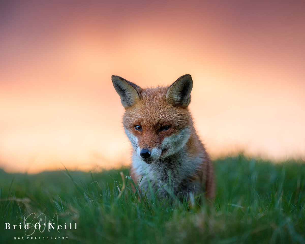 Bríd O'Neill (BON Photography) tweet media