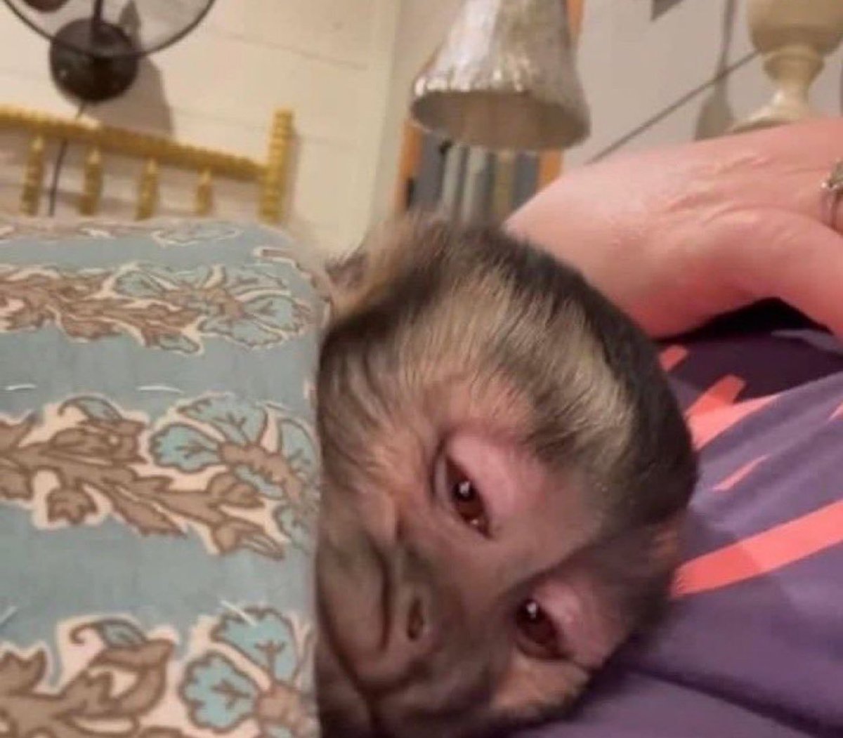 ‏ فالكون tweet media