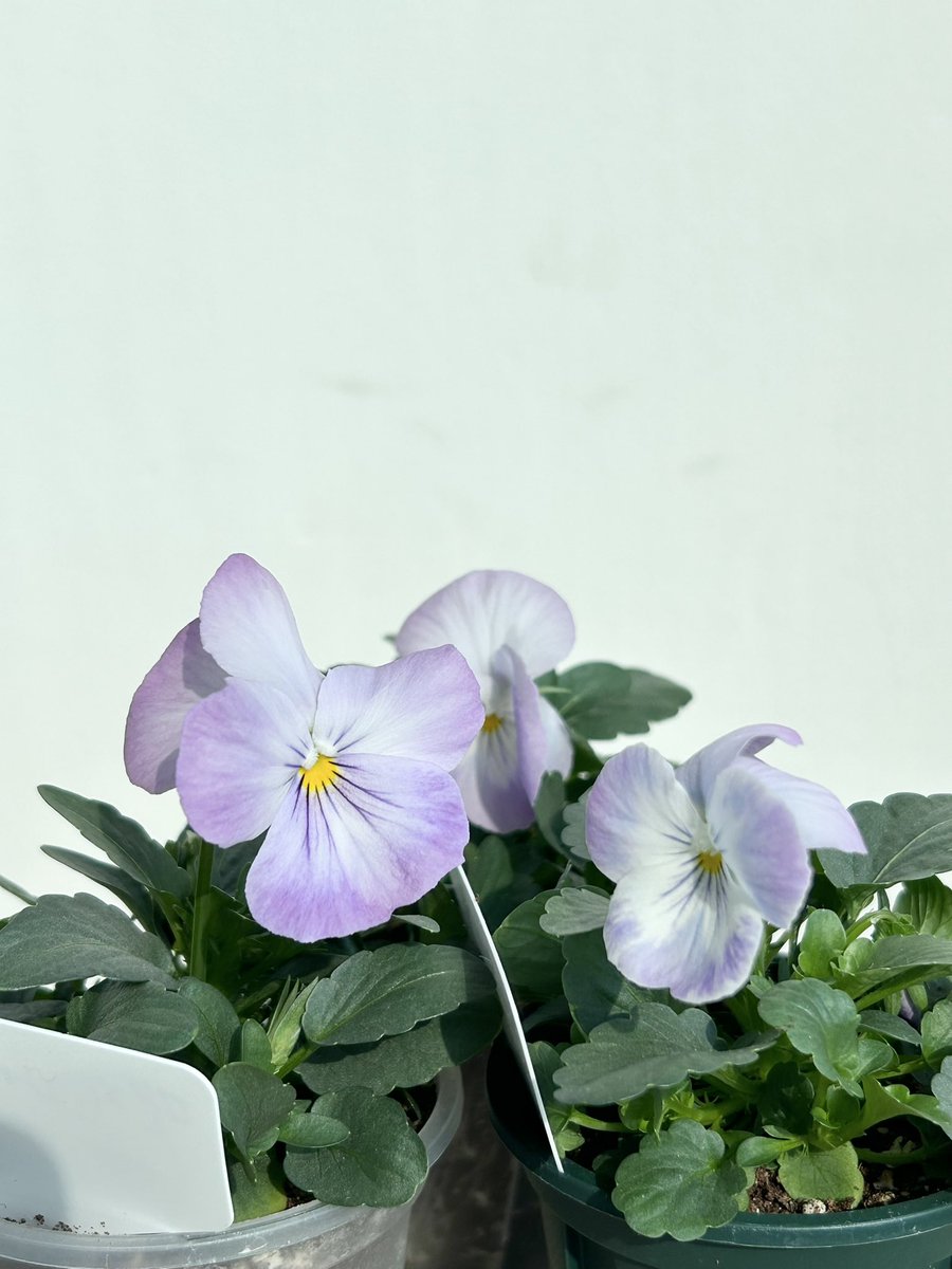 식물일기🌱쁴 tweet media