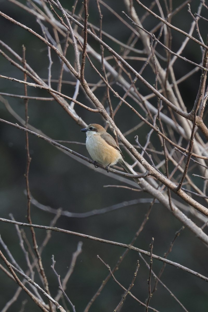 しらす tweet media