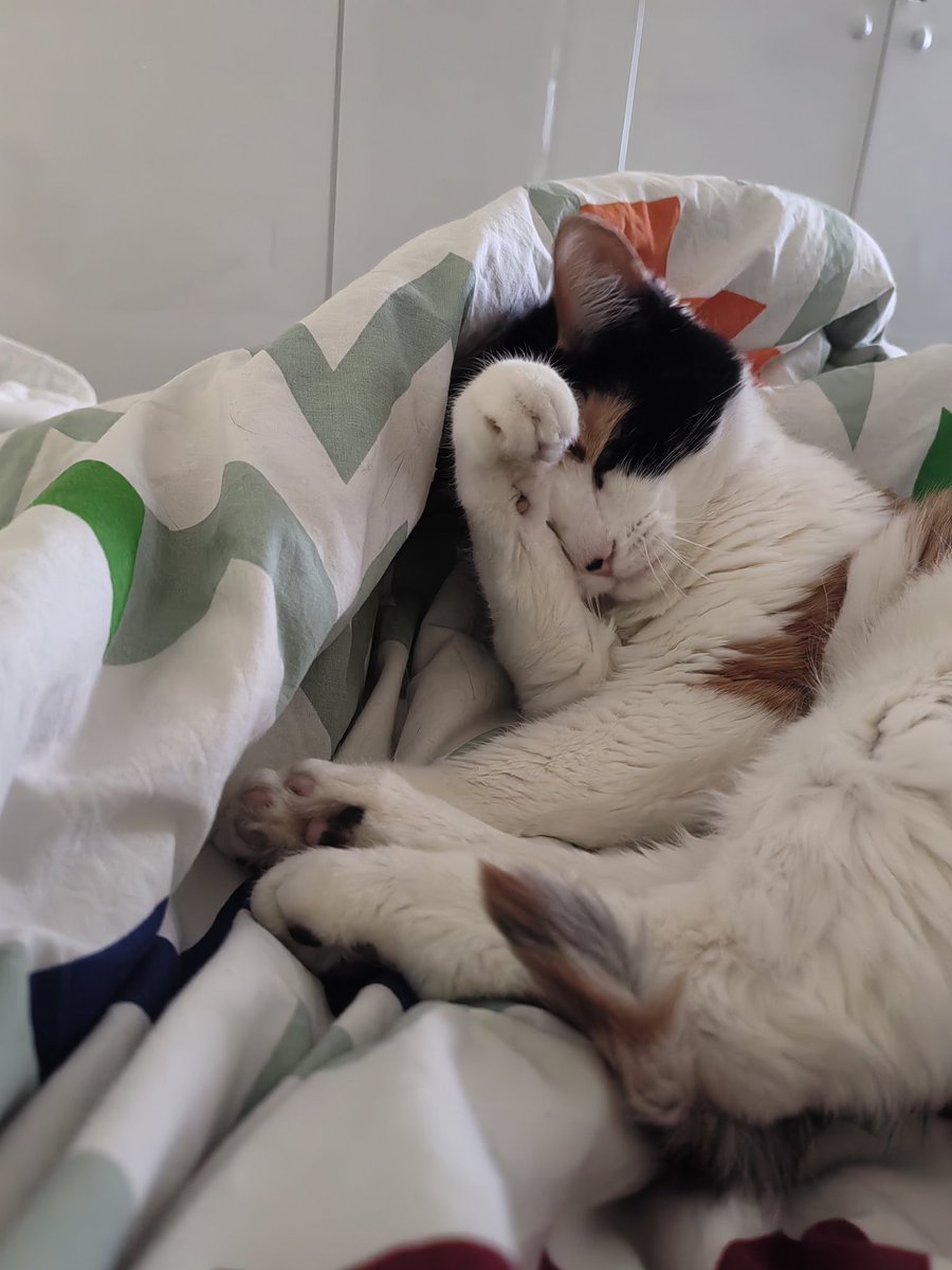 Astera Fillipovna tweet media