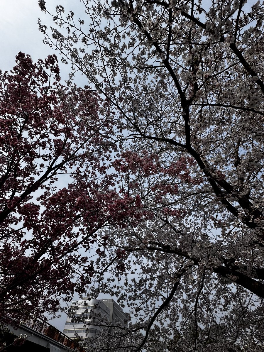 ぜろんろ tweet media