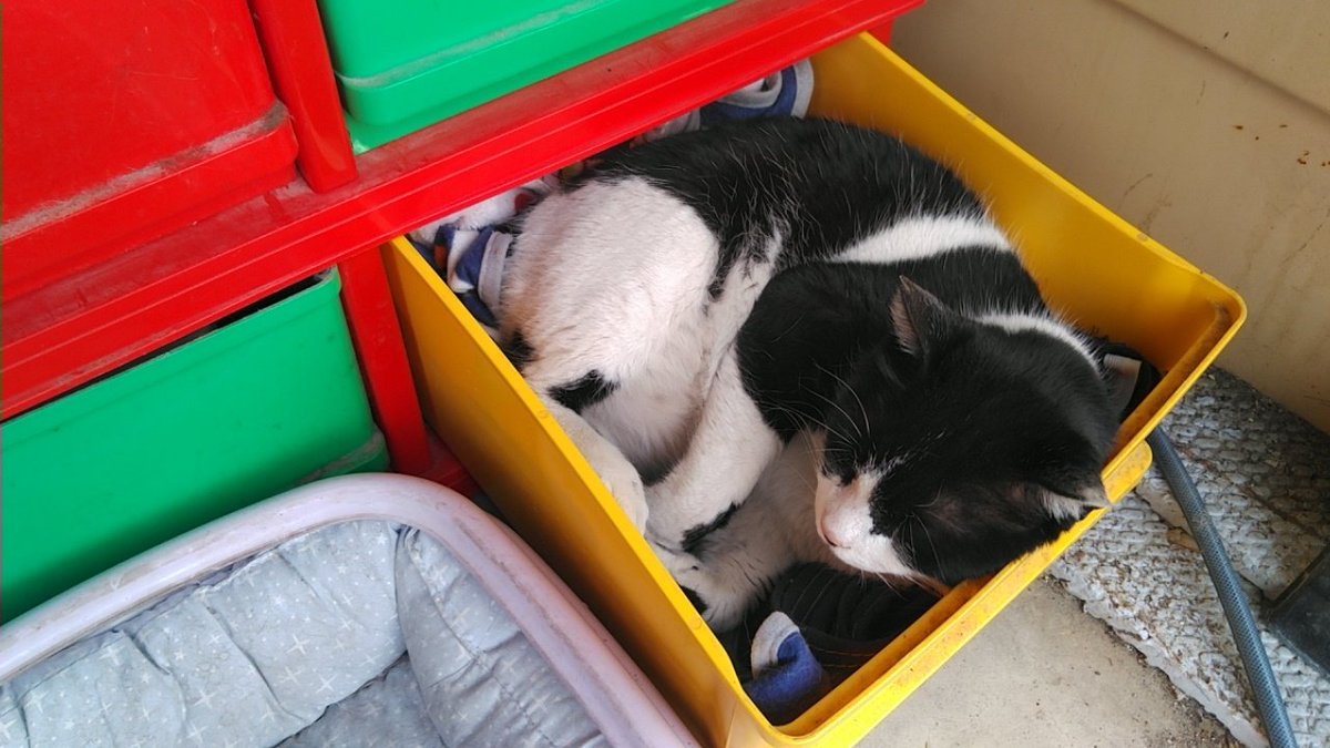 モースロ西尾 tweet media