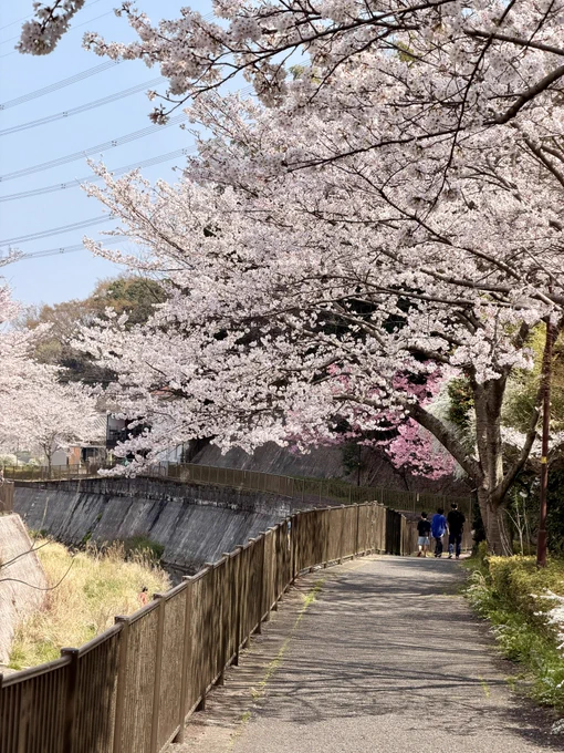 花見サイクリングしてきました、一部満開だけど大方見頃は数日後って感じかな