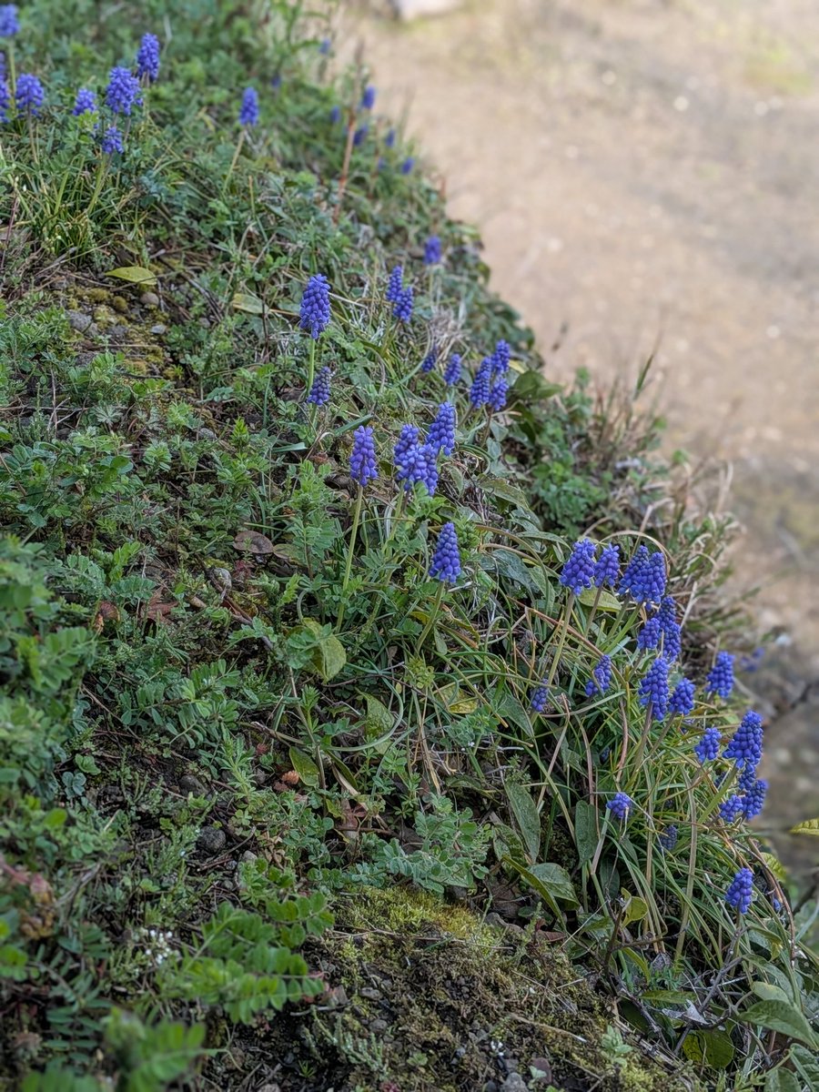 風の便り(本垢) tweet media