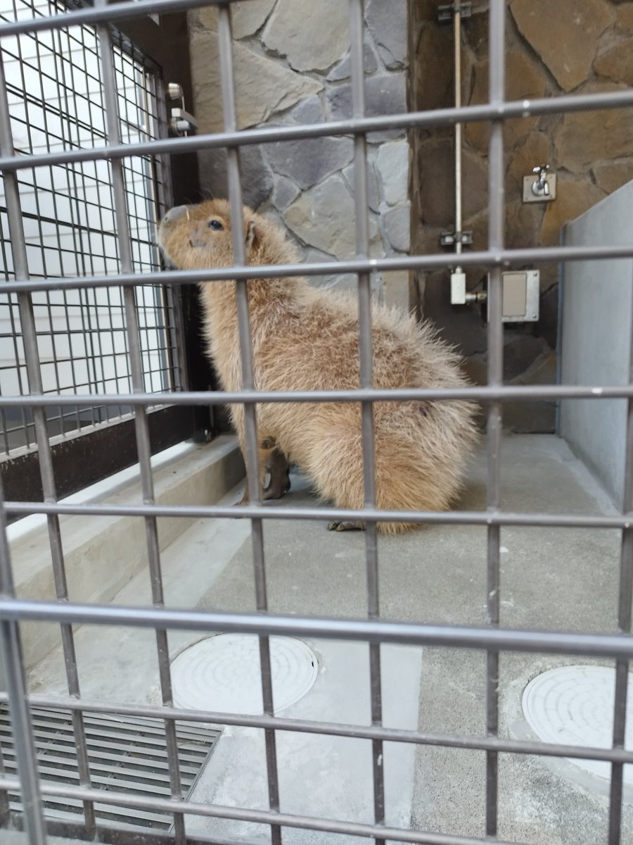 仙台ecoにもみじちゃんと交代で別のカピバラがやってきました。
#カピバラ