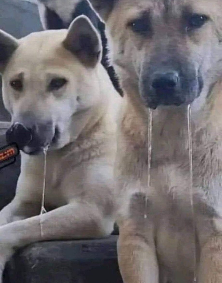 (•˕ •マ.ᐟ tweet media