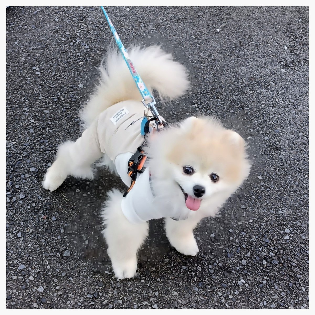 庭ぽめぢ tweet media