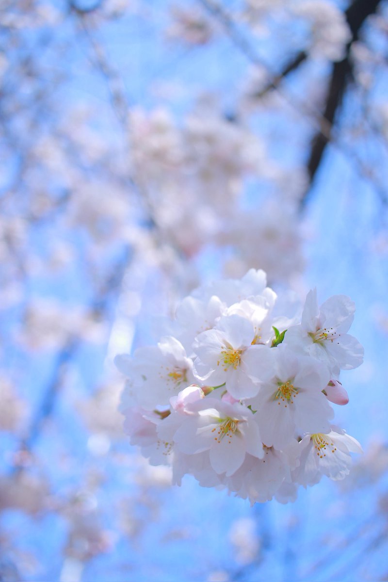 noritabi317's tweet photo. 春のうた🌸
#御嶽山白龍神社 
#桜 
#さくら https://t.co/V7ywLSclrI