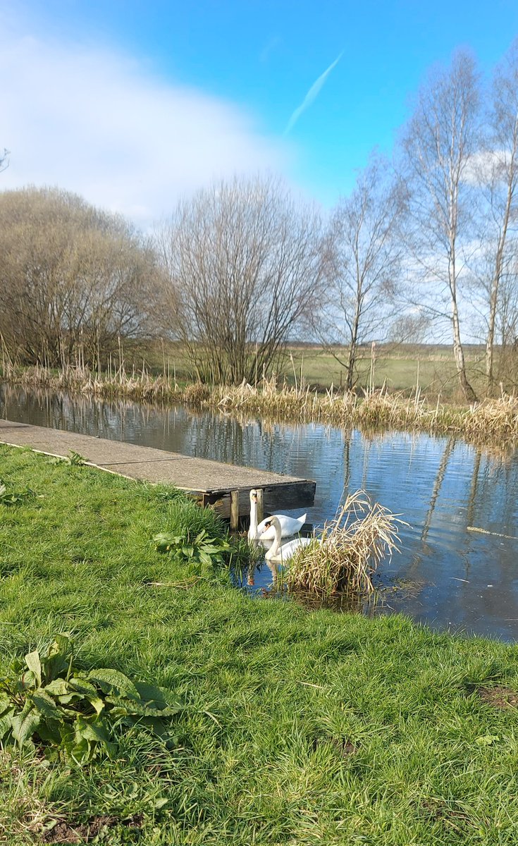 Grenoside's tweet image. #Swanday
Sylvie and Sylvester at one of their favourite spots.🦢🦢 Their last brood of signets have finally fledged  and they're spending a little quiet time together before they begin nurturing a new family.   

What a positive theme for photo posts: #NatureandNurture